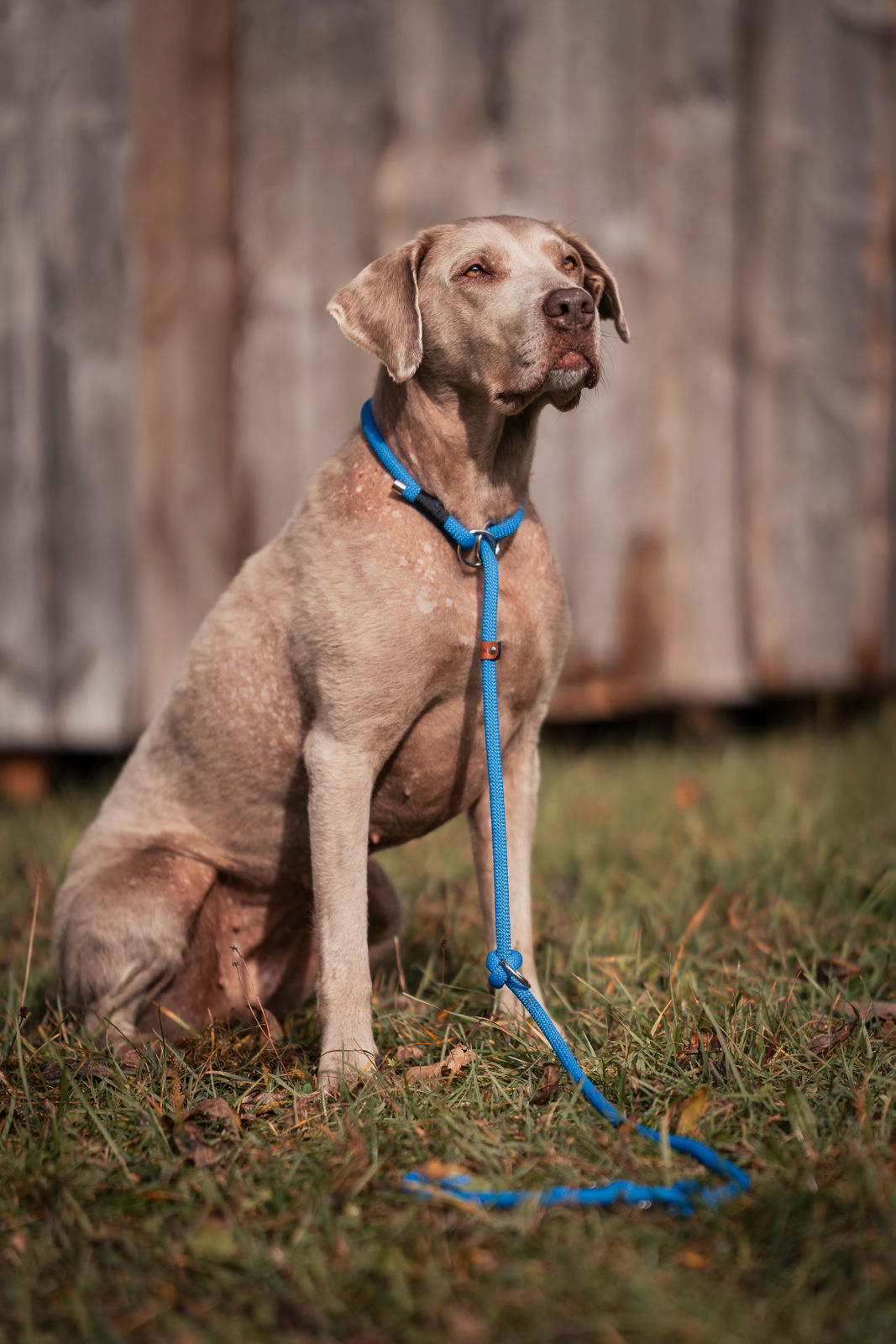 ☾Handgemachte Retriever Leine – Premium 10mm
